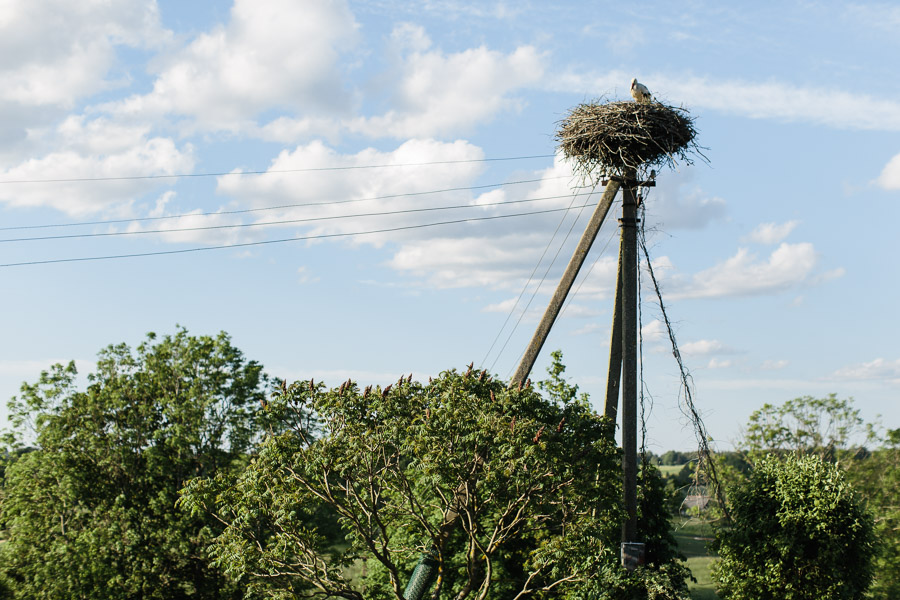 kazas_latviesu_tradicijas_kristaps_hercs-76
