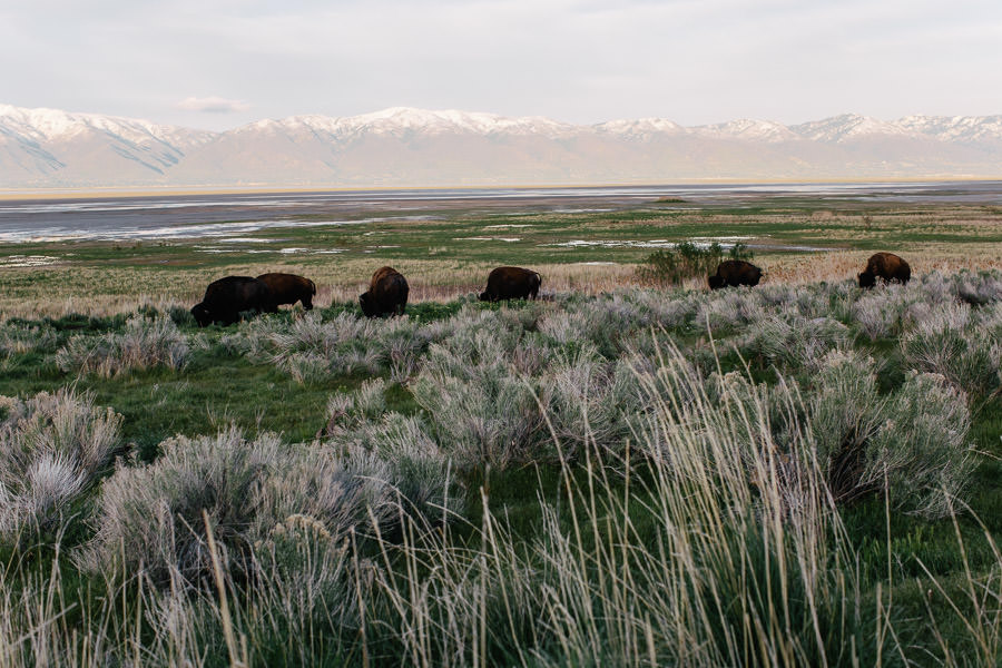 antelope state park utah bisons