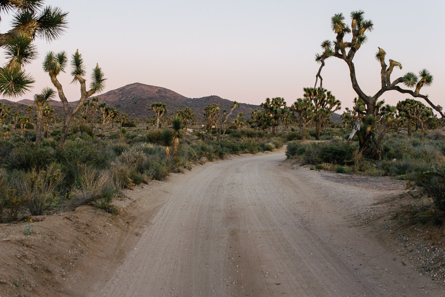 joshua tree inspiration