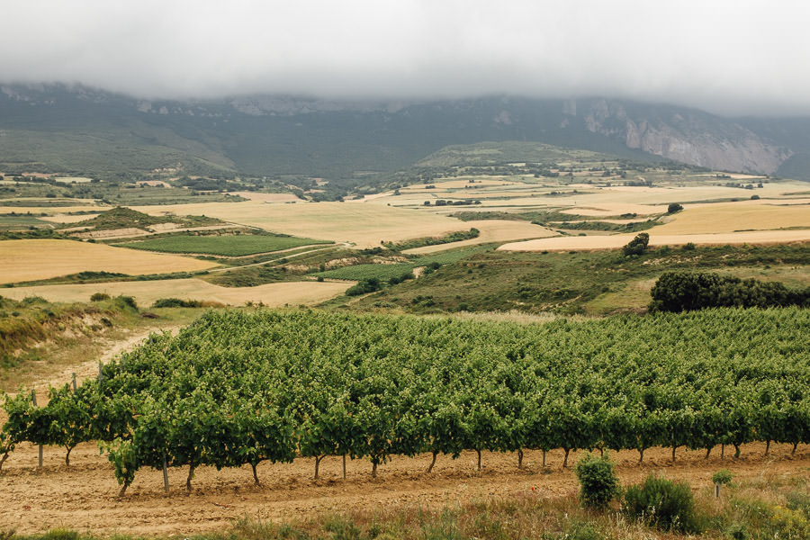 spain wineyard