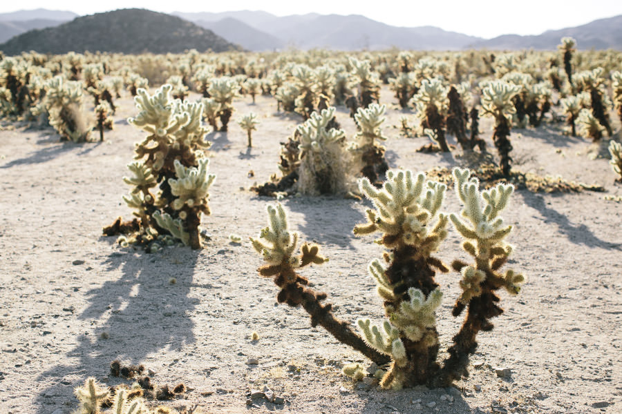 joshua tree